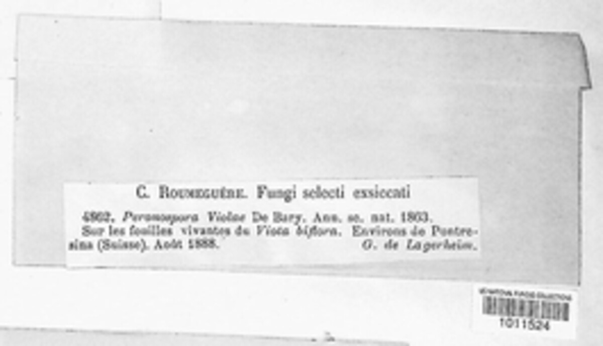 Peronospora violae image